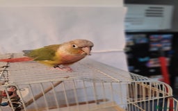 Conures birds for sale: Pineapple conure Male - Image 5