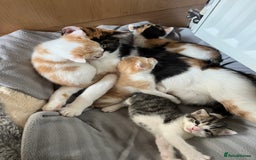 British Shorthair cats for sale: Shorthairs Uk Cat  - Image 10