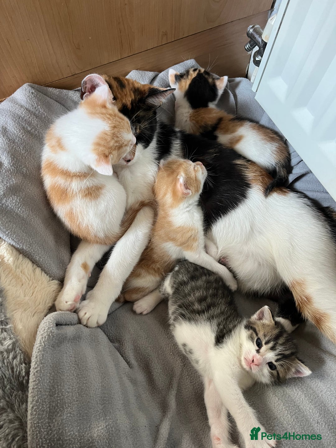 British Shorthair cats for sale: Shorthairs Uk Cat  - Image 10