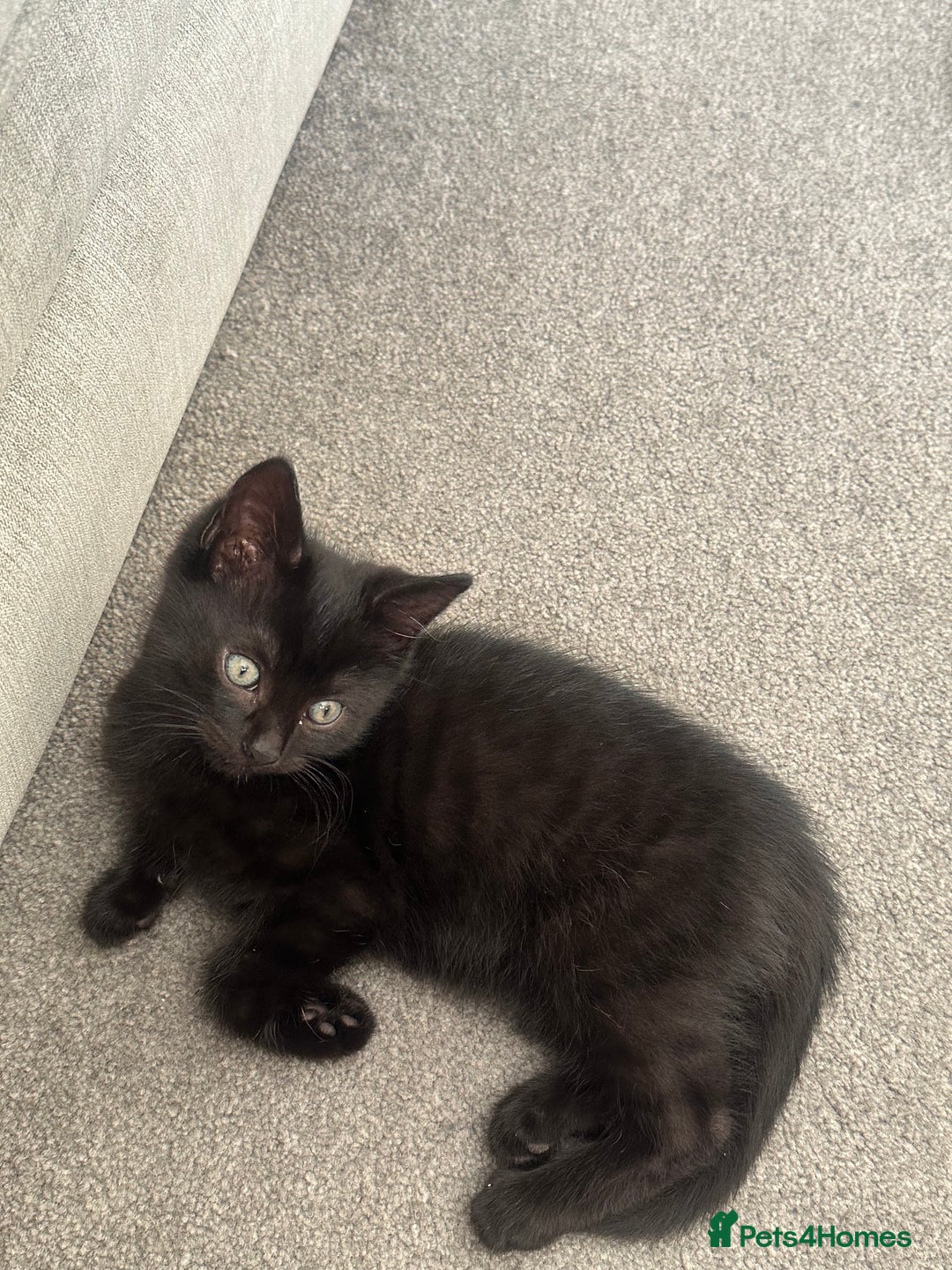 Mixed Breed cats for sale: 1 loving little boy  - Advert 1