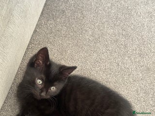 Mixed Breed cats 1 loving little boy - Advert 1