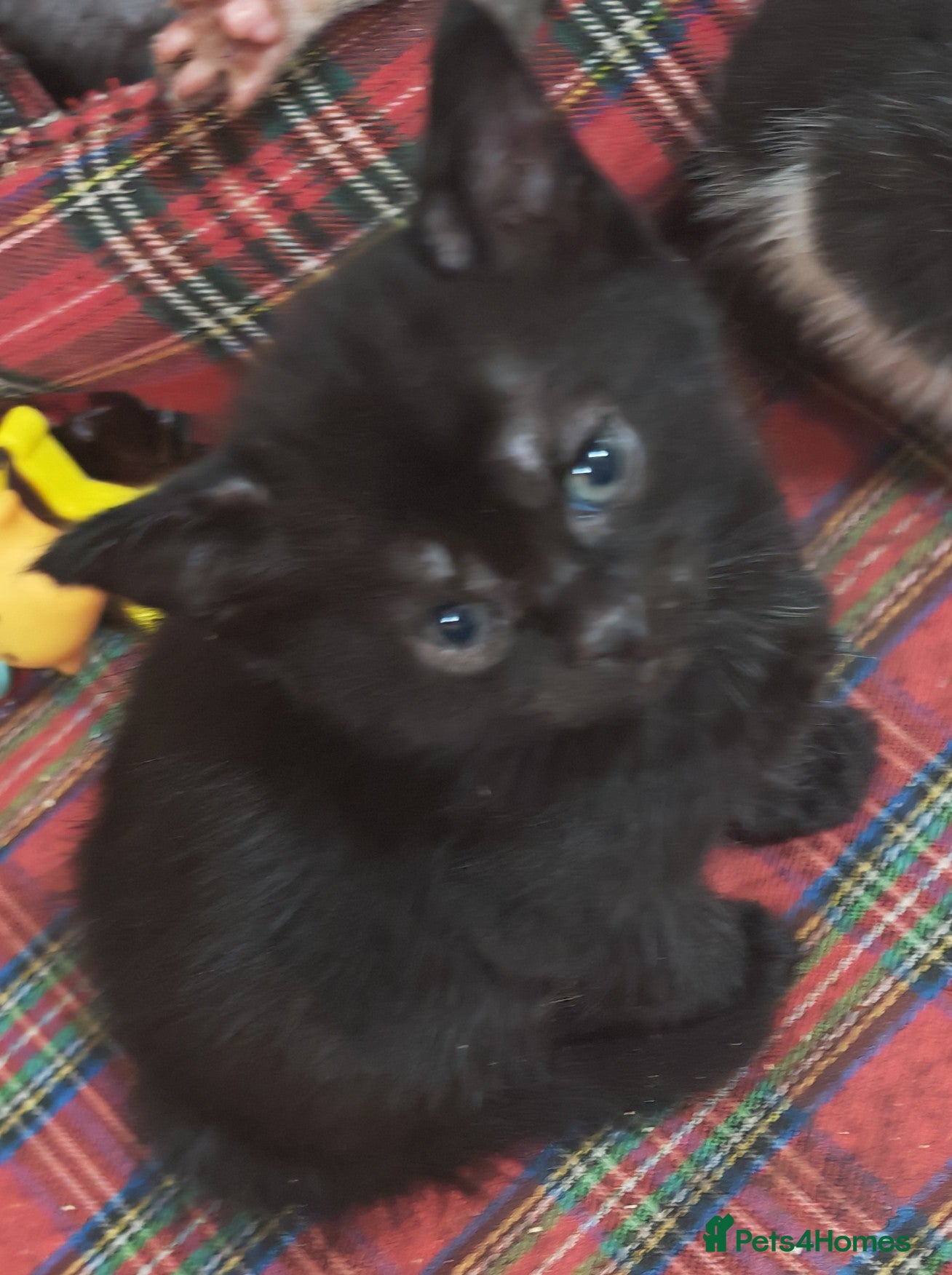 Mixed Breed cats Beautiful boy  - Advert 12