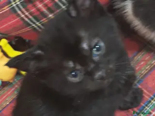 Mixed Breed cats Beautiful boy - Advert 12