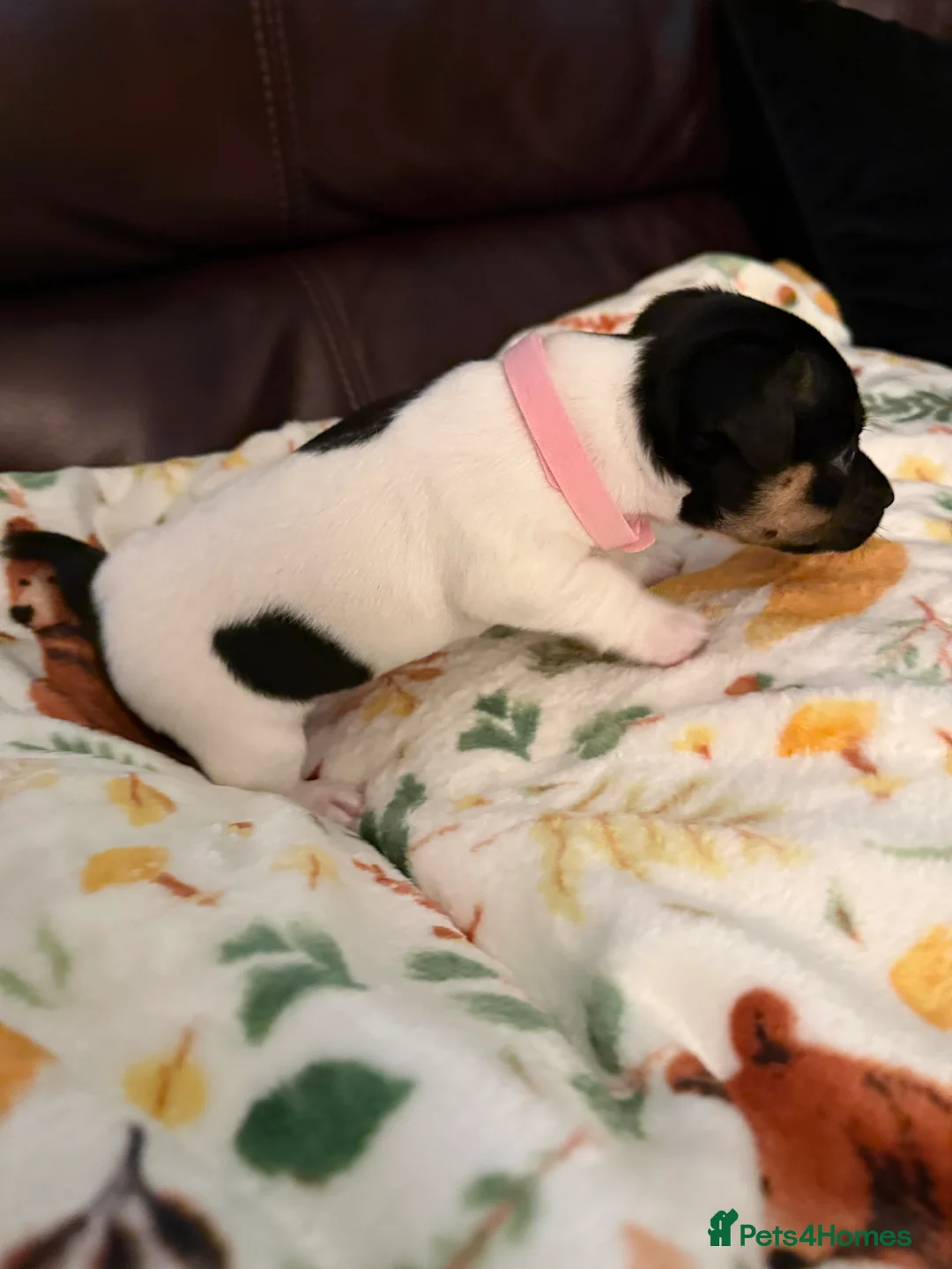 Jack Russell dogs for sale: Jack Russell Pups - Advert 16