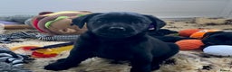 Labrador Retriever dogs for sale: KC Black Puppy ,Extensively health tested parents - Advert 4