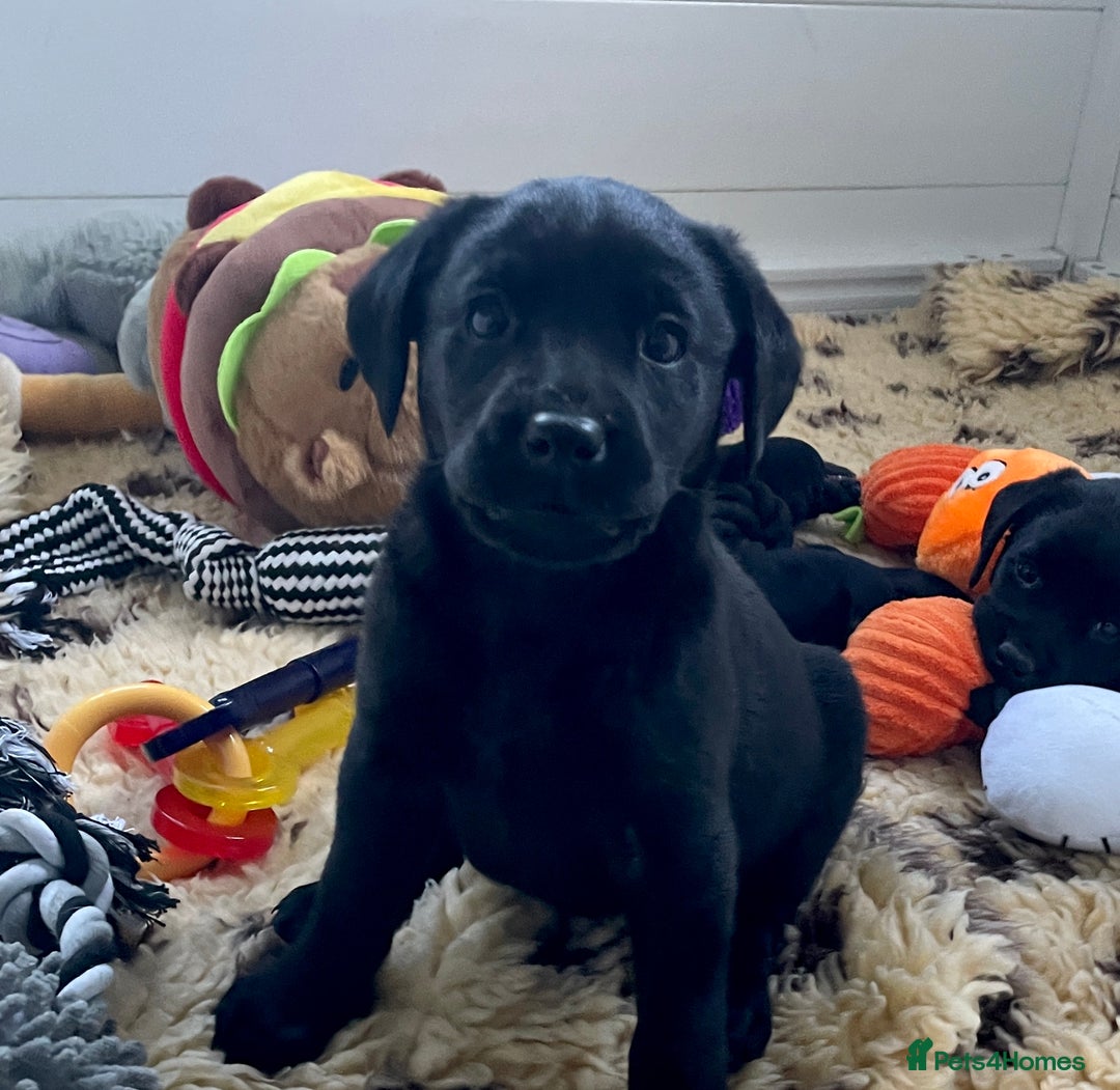 Labrador Retriever dogs for sale: KC Black Puppy ,Extensively health tested parents - Advert 4