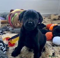 Labrador Retriever dogs - Advert 15
