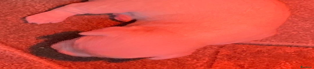 Jack Russell Puppy 3