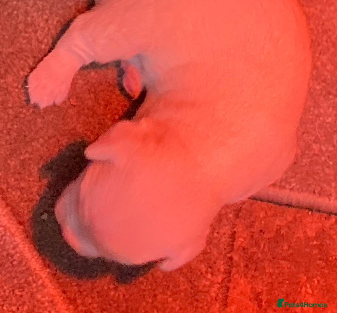 Jack Russell dogs for sale:  **  JACK RUSSELL PUPPIES - Image 4