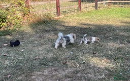 Mixed Breed dogs for sale: Jack Russell x Chorkie Jack Puppies - Image 8
