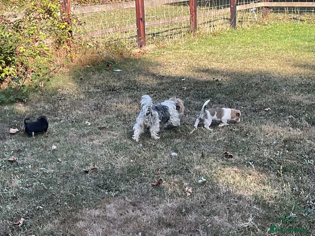 Mixed Breed dogs for sale: Jack Russell x Chorkie Jack Puppies - Image 8