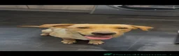 Labrador Retriever dogs for sale: Female fox red Labrador - Advert 1