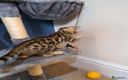 Bengal cats for sale: Stunning TICA Bengals - Image 18