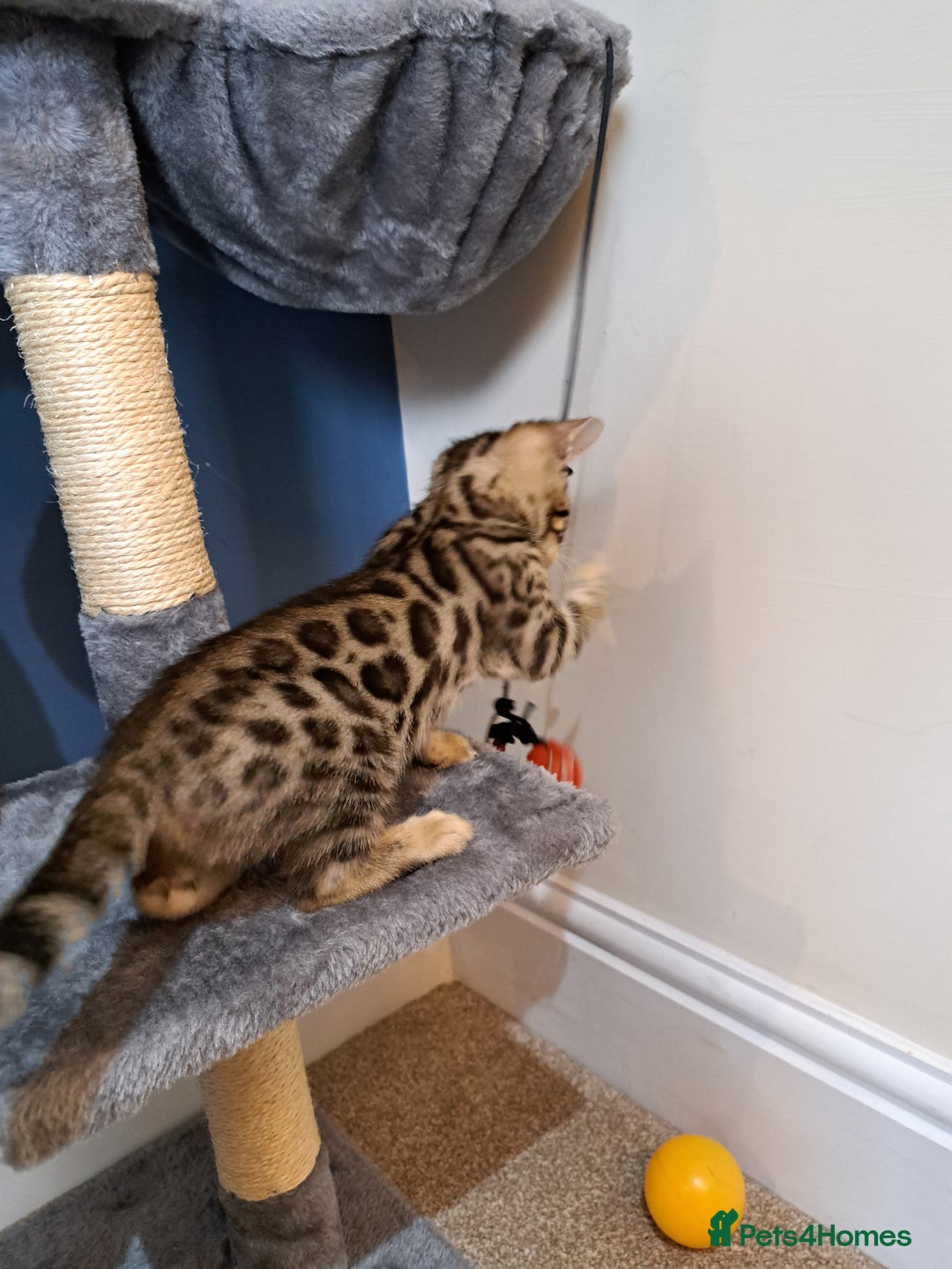 Bengal cats for sale: Stunning TICA Bengals - Image 18