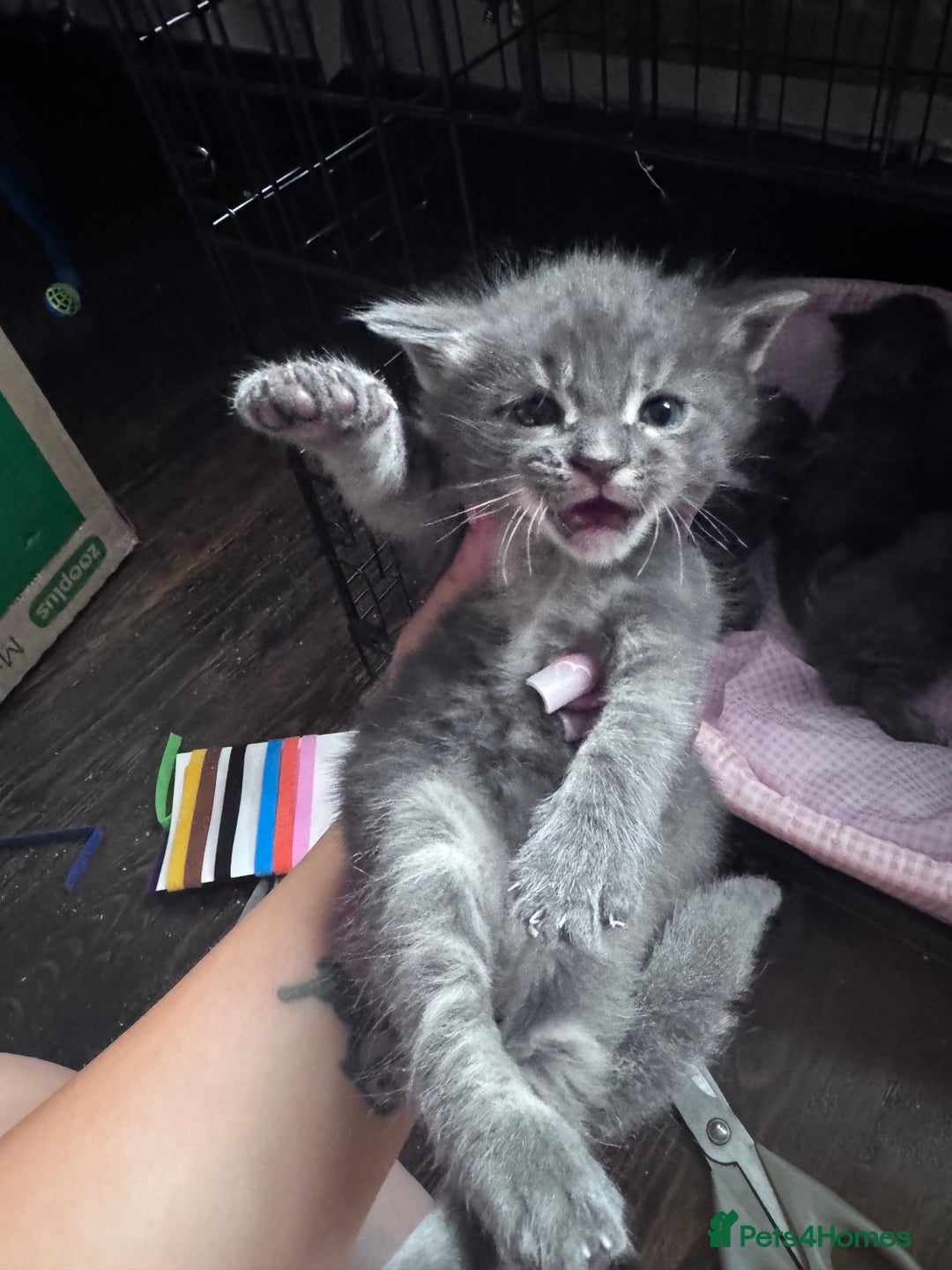 Maine Coon cats for sale: READY NOW Maine coon kittens  - Image 16