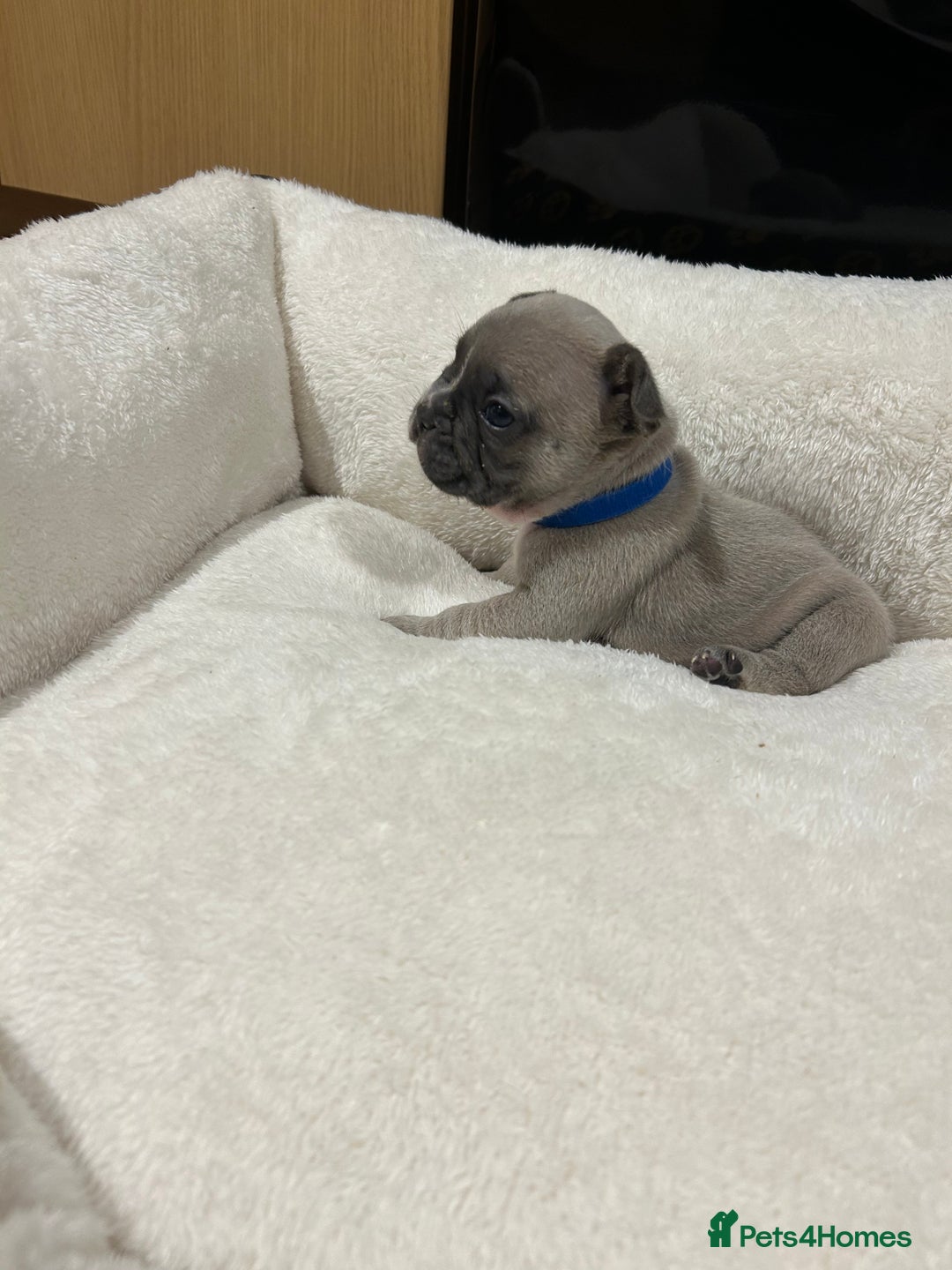 French Bulldog dogs for sale: 5⭐️ french bulldog pups 🐾 - Image 28