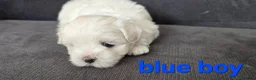 Maltese dogs for sale: ⭐️KC registered Maltese puppies⭐️ - Advert 25