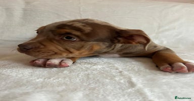 American Bully dogs - Advert 17