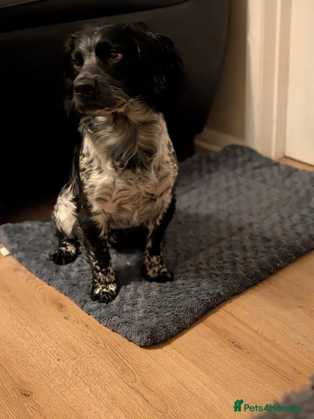 Sprocker dogs for stud: Blue roan Sprocker spaniel for Stud - Advert 2