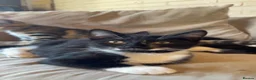 Mixed Breed cats for sale: Gorgeous kittens looking for new home  - Advert 3