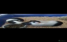 Guinea Pig rodents for sale: 2 x Male Guinea Pigs 💙  - Image 3