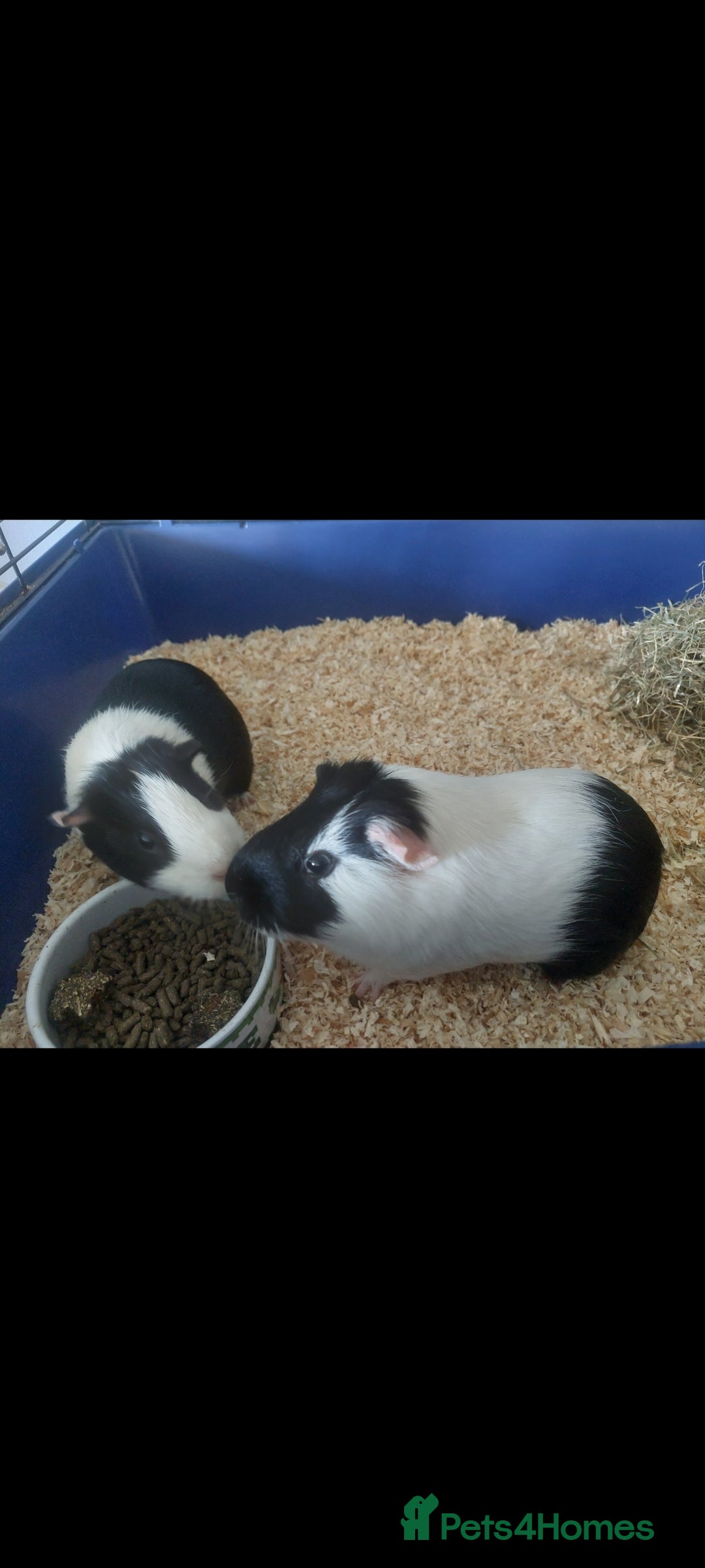 Guinea Pig rodents for sale: 2 x Male Guinea Pigs 💙  - Image 3