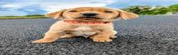 Labrador Retriever dogs for sale: RKC Labrador Puppies - Male - Ready Monday  - Advert 2