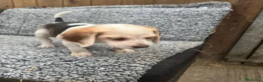 Beagle 4