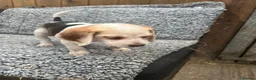 Beagle dogs for sale: Beautiful Beagle Puppies - Advert 9