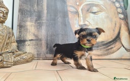 Yorkshire Terrier dogs for sale: Last female Yorkshire Terrier puppy left - Image 29