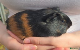 Guinea Pig rodents for sale: Male Guinea pigs  - Image 3