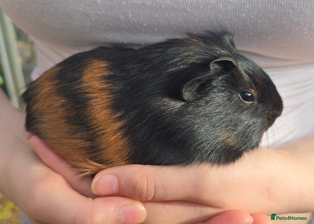 Guinea Pig rodents for sale: Male Guinea pigs  - Image 3