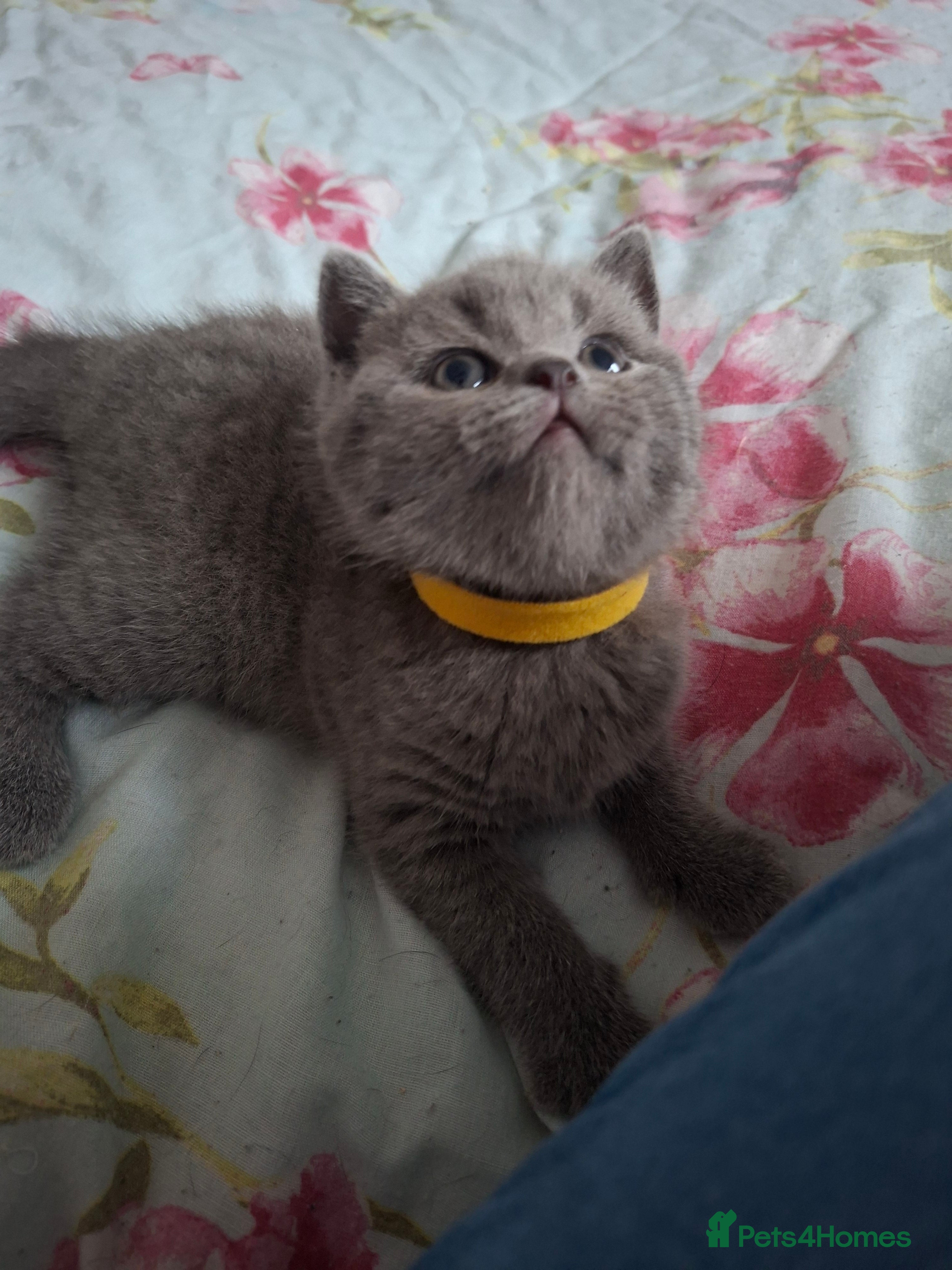 British Shorthair cats 🌟Show quality 1 girl still available to reserve🌟 - Advert 18