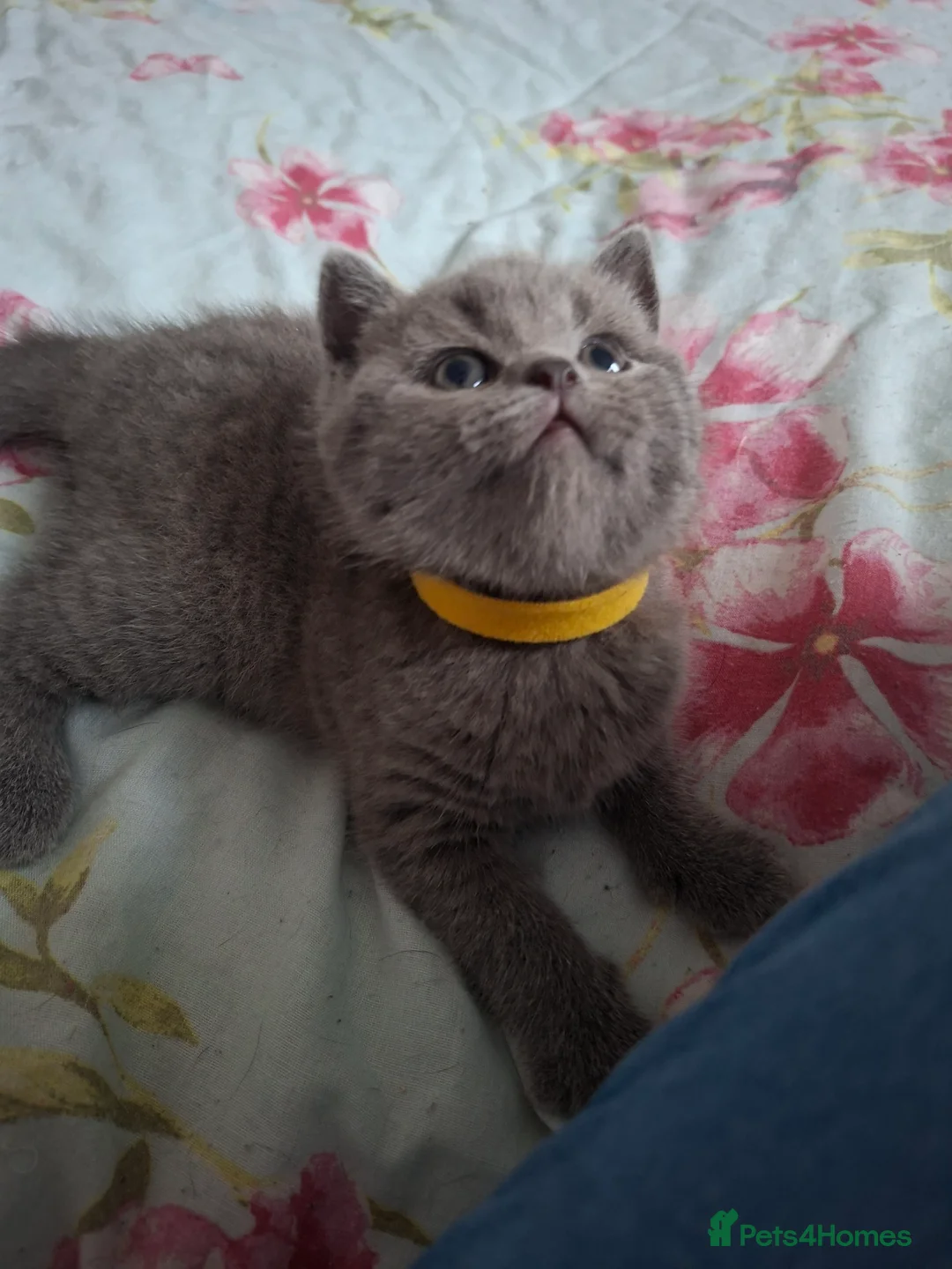 British Shorthair cats for sale: Only 1 blue boy & 1 blue girl available to reserve - Advert 5