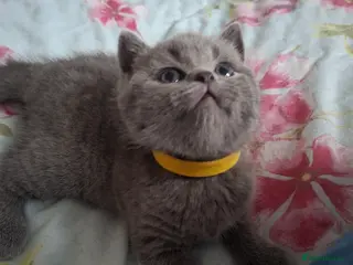 British Shorthair cats 🌟Show quality 1 girl still available to reserve🌟 - Advert 18