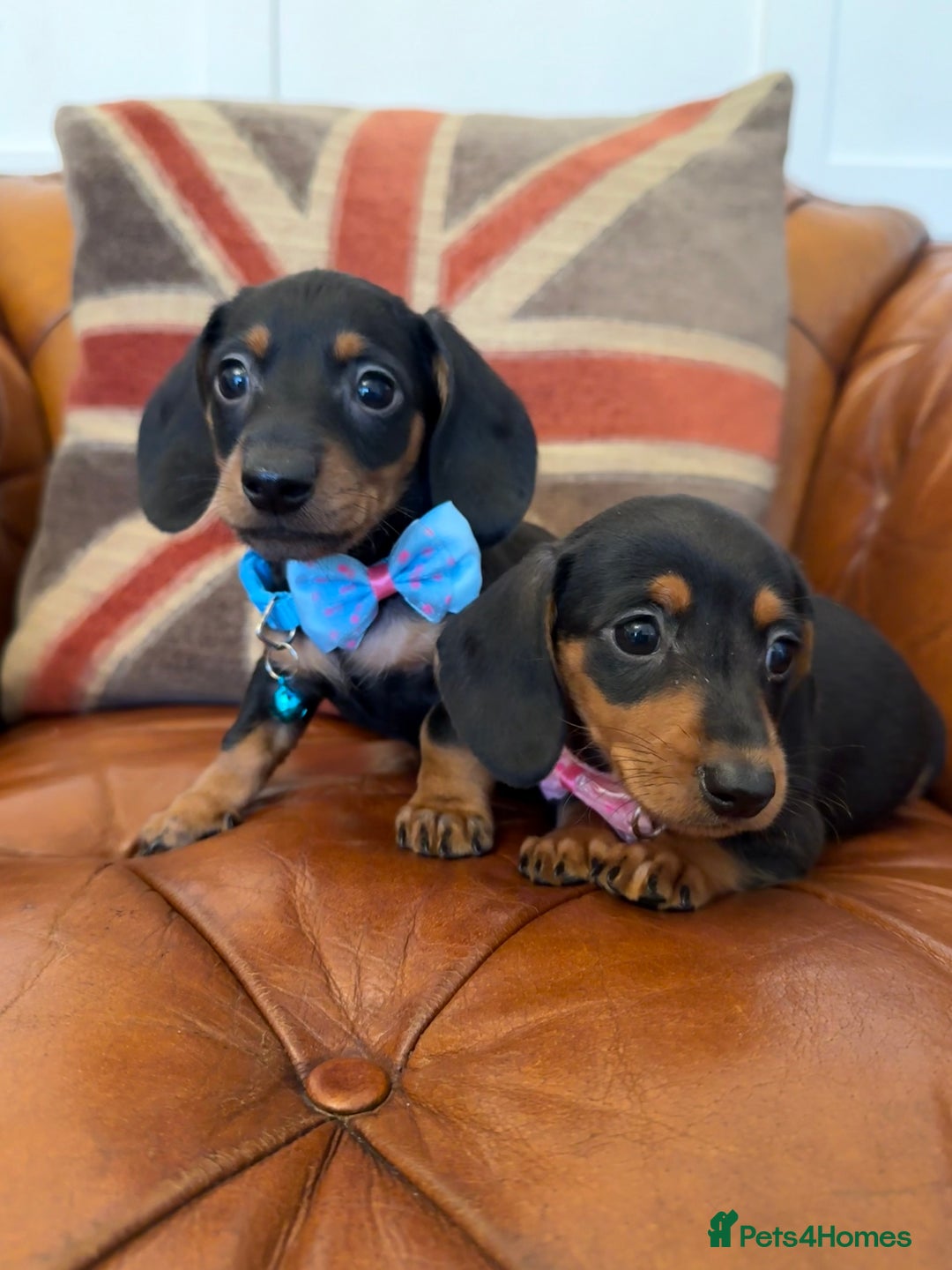 Miniature Dachshund dogs for sale: Beautiful Miniature Dachshunds 5 ⭐ License Breeder - Advert 7