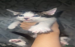 Bengal cats for sale: Stunning blue eye Bengal mix kittens  - Image 5