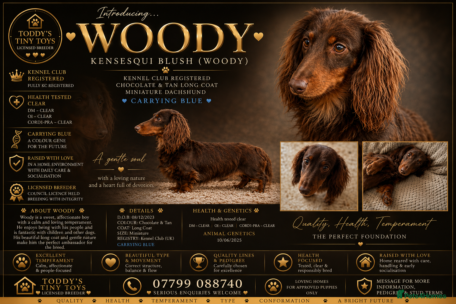 Miniature Dachshund dogs  Stunning chocolate and tan boy - Advert 13