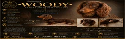 Miniature Dachshund dogs for stud:  Stunning chocolate and tan long haired boy stud - Advert 2