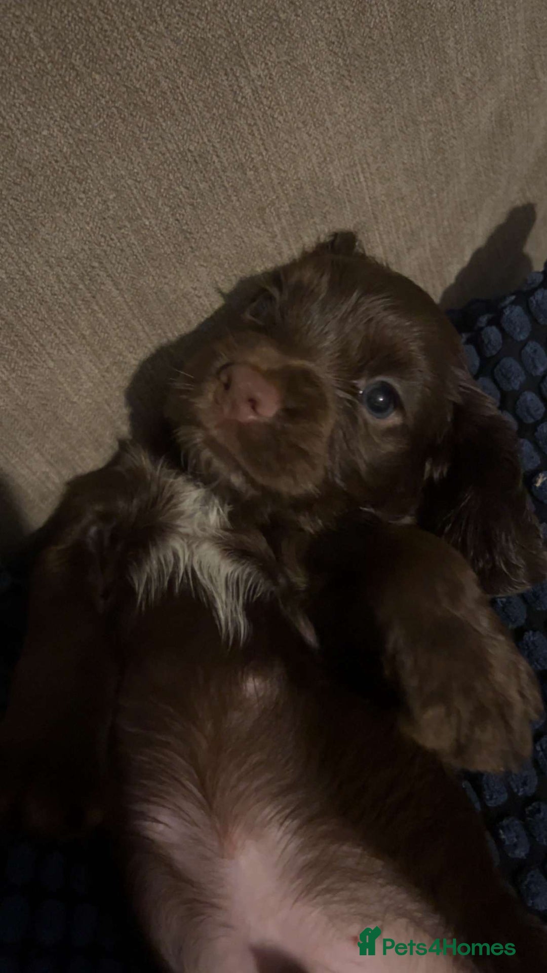 Cocker Spaniel dogs for sale: Working cocker spainel Puppys Ready to leave  - Image 27