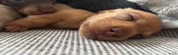 Miniature Dachshund dogs for sale: Beautiful Miniature Dachshund Puppies – Ready Soon - Advert 6