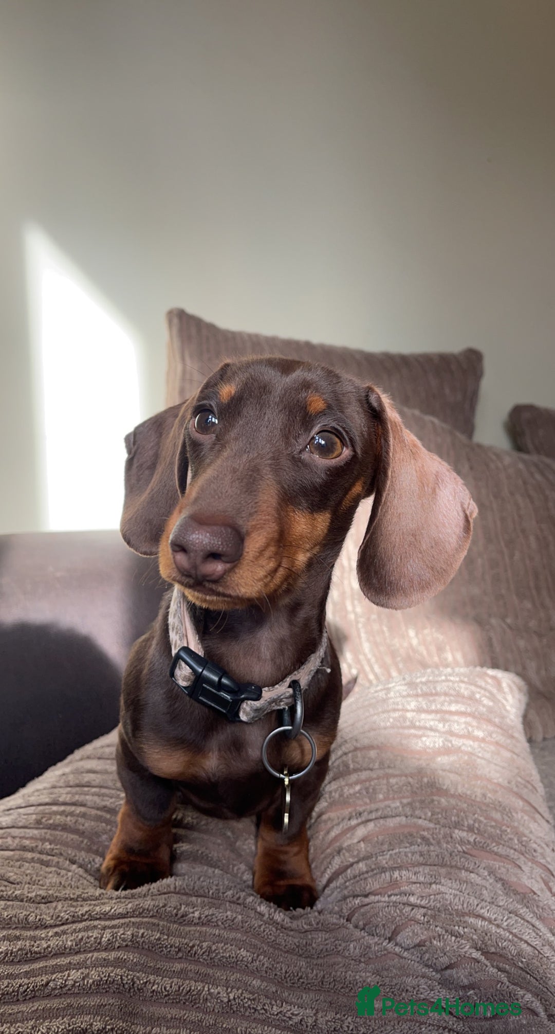 Miniature Dachshund dogs for stud: Miniature dachshund for stud - Advert 1