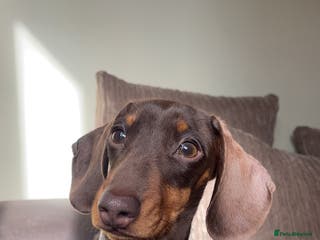 Miniature Dachshund dogs Miniature dachshund for stud - Advert 8