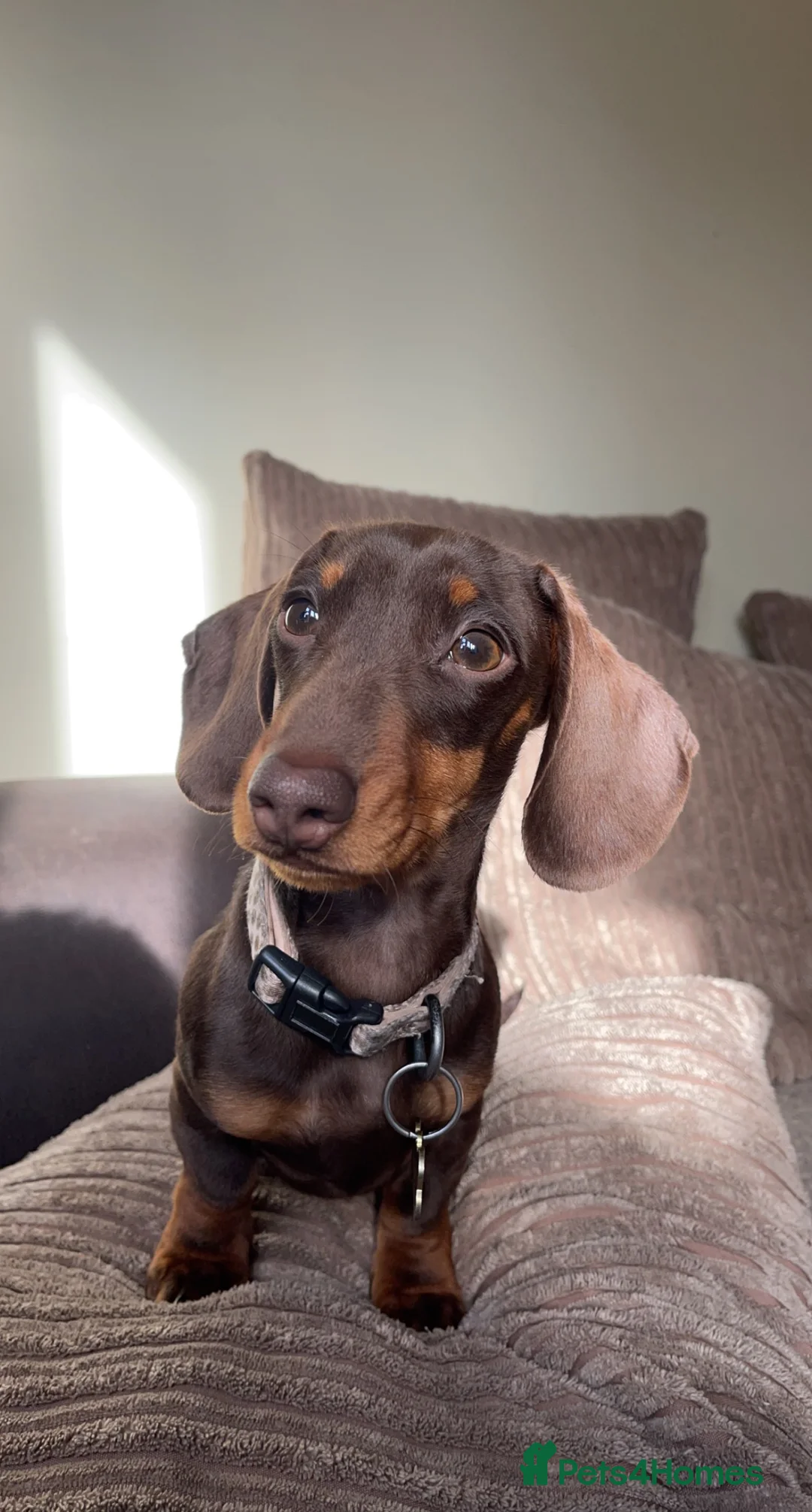 Miniature Dachshund dogs for stud: Miniature dachshund for stud - Advert 1