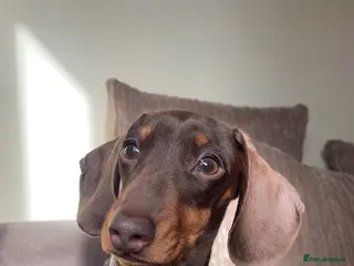 Miniature Dachshund dogs Miniature dachshund for stud - Advert 15