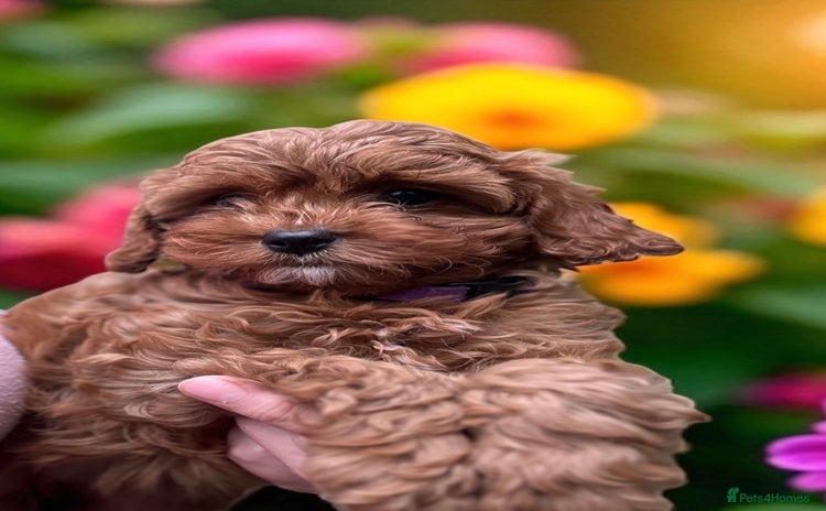Cavapoo dogs - Advert 2