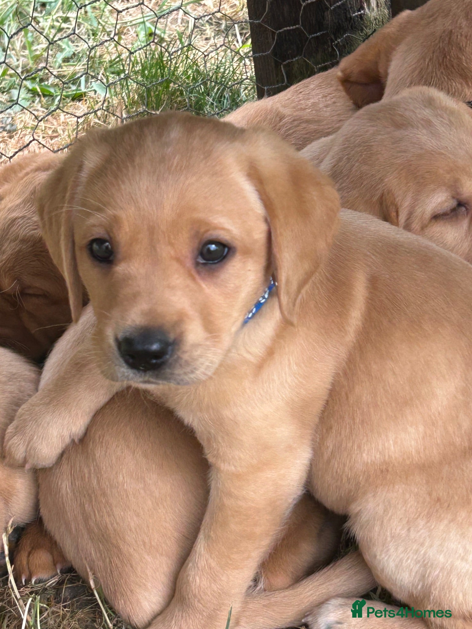 Labrador Retriever dogs KC yellow Labradors (Fox red) viewing this weekend - Advert 2
