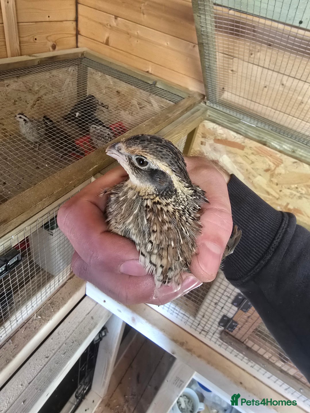 Quail poultry for sale: Beautiful mixed bobwhites  - Advert 4