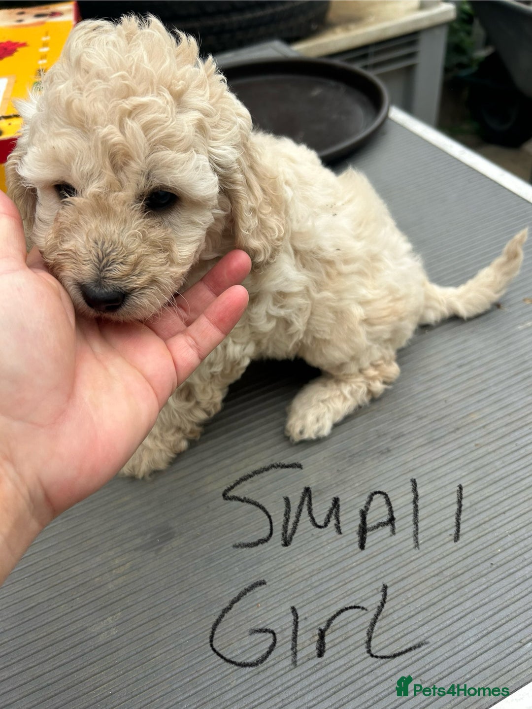 Cockapoo dogs for sale: Cockapoo F1B puppy’s  - Image 7