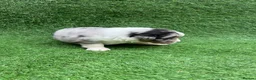 Australian Shepherd dogs for sale: Australian Shepherd Puppies  - Advert 29